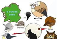 Outras aves galegas